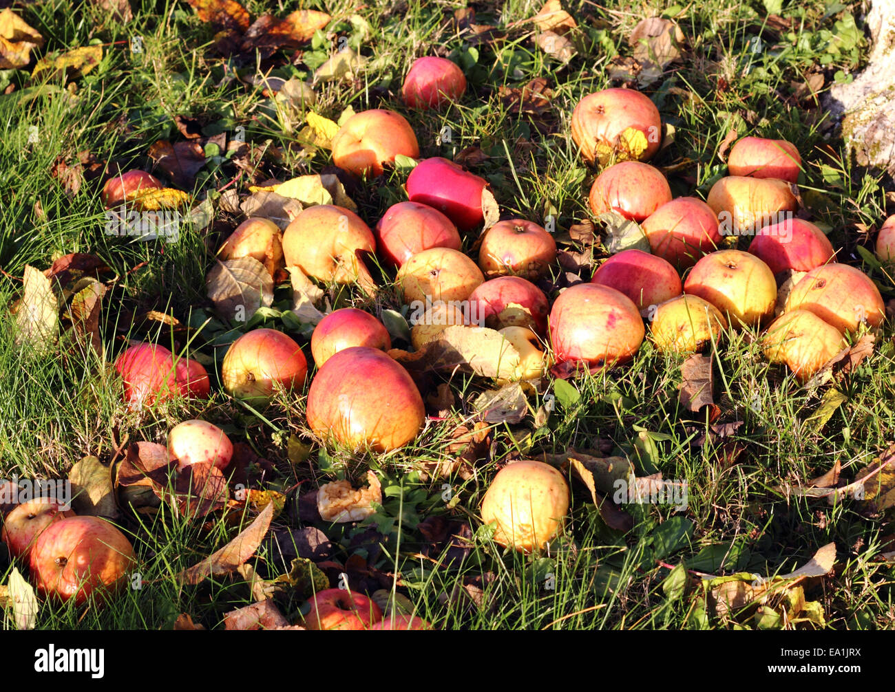 Äpfel auf dem Rasen Stockfoto