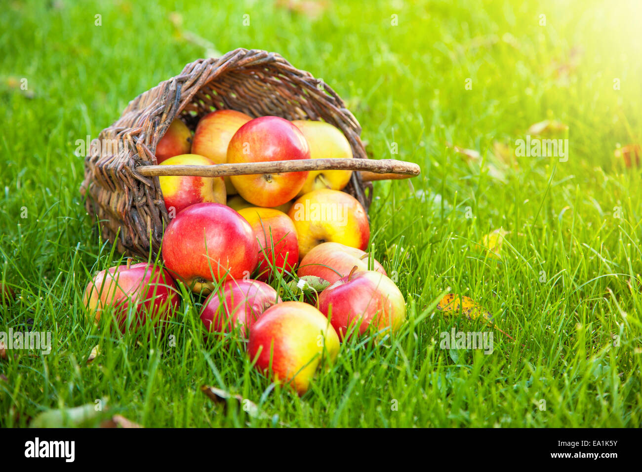 Frisch geerntete Äpfel im Korb auf dem Rasen Stockfoto