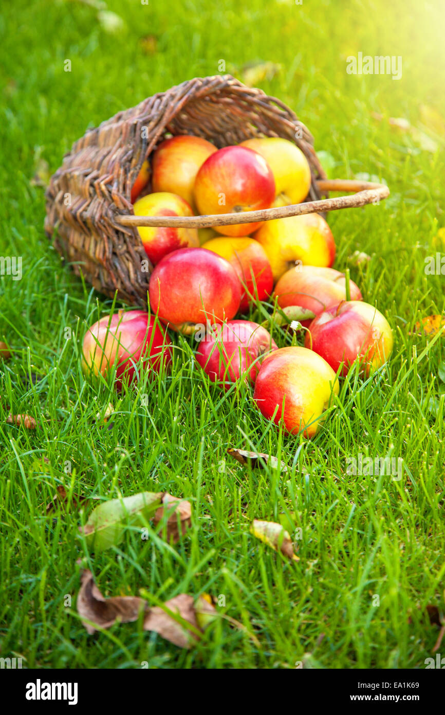 Frisch geerntete Äpfel im Korb auf dem Rasen Stockfoto