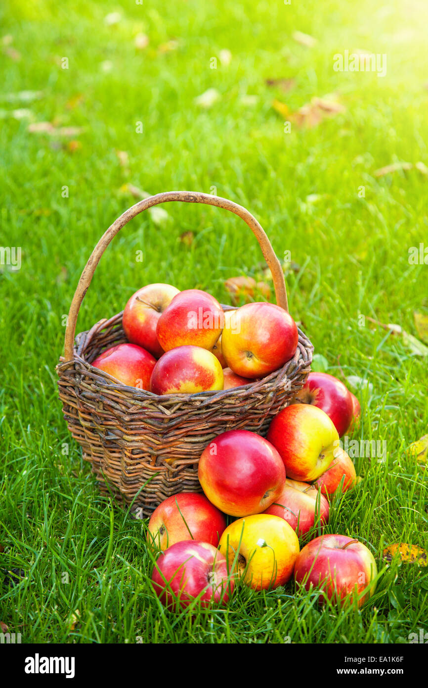 Frisch geerntete Äpfel im Korb auf dem Rasen Stockfoto