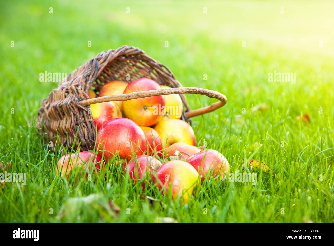 Frisch geerntete Äpfel im Korb auf dem Rasen Stockfoto