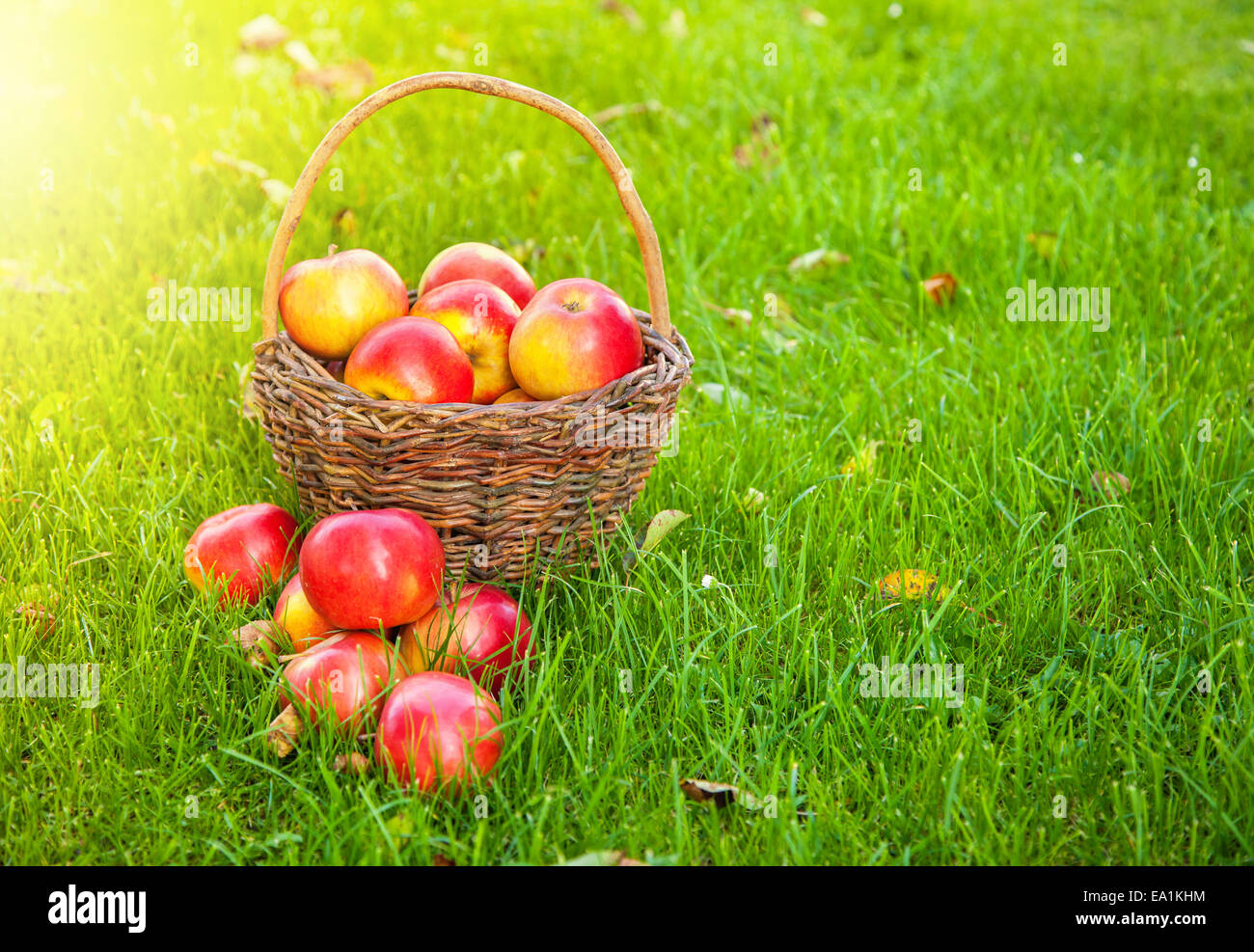 Frisch geerntete Äpfel im Korb auf dem Rasen Stockfoto