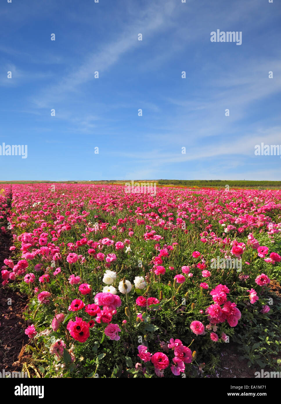 Weite Felder von bunten Blumen Butterblumen Stockfoto