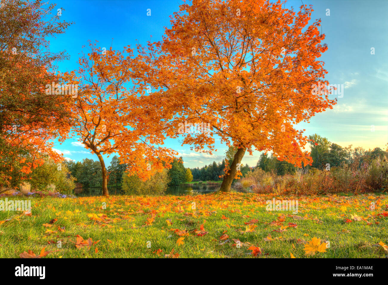 Herbstlandschaft mit trockenen Blättern und Sonnenschein Stockfoto