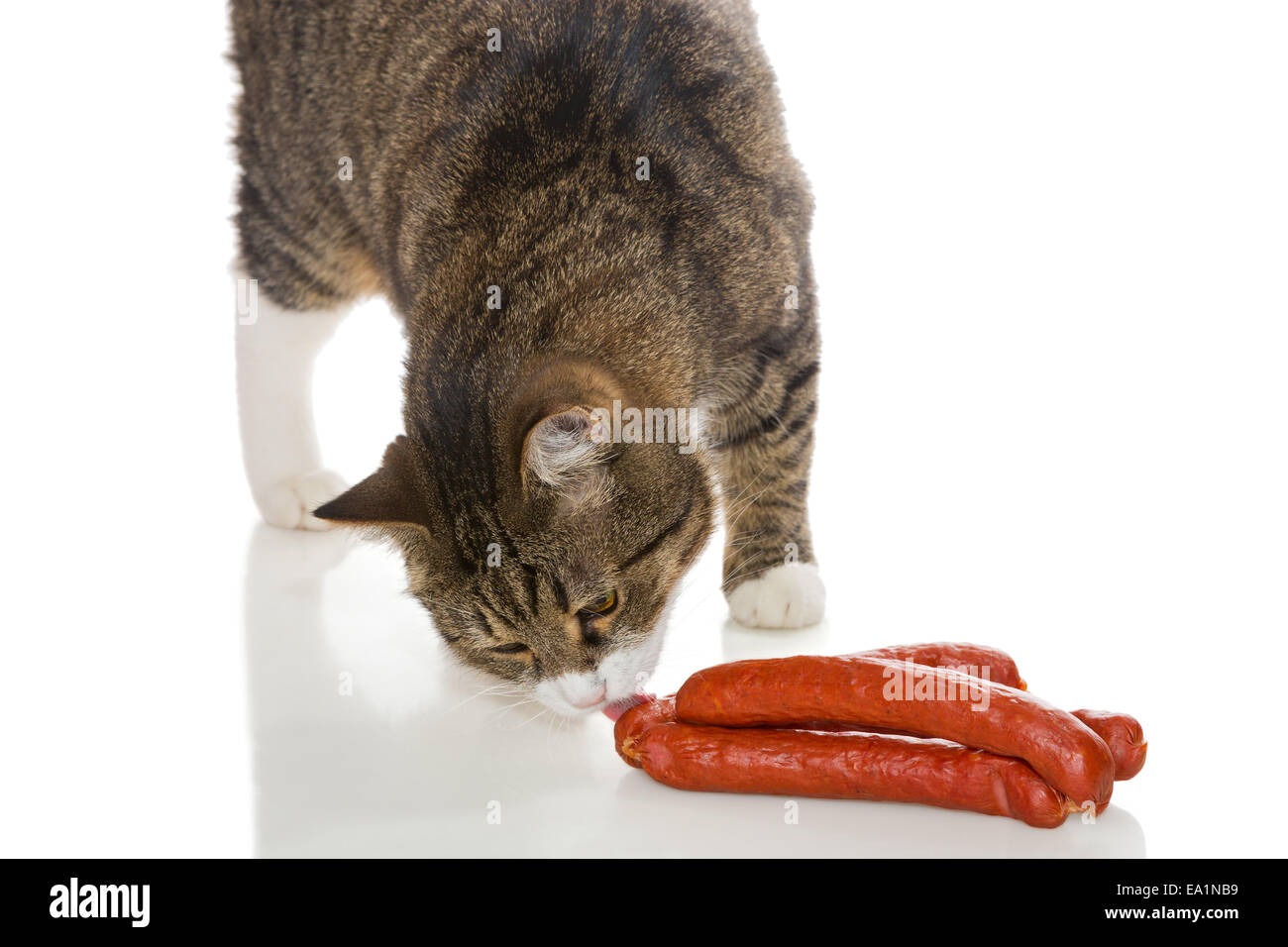 Graue Tabbykatze und Würstchen, isoliert auf weißem Hintergrund Stockfoto