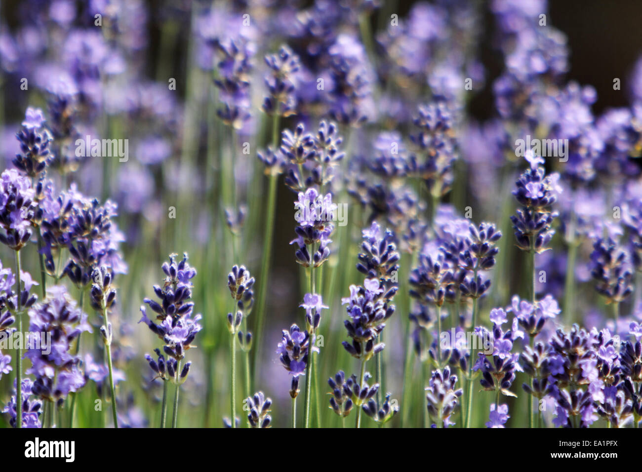 Lavendel Stockfoto