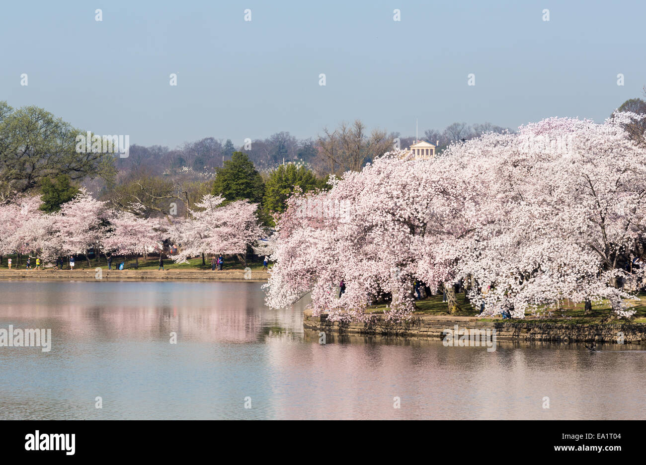 Touristen schlendern durch die Kirschblüten Stockfoto