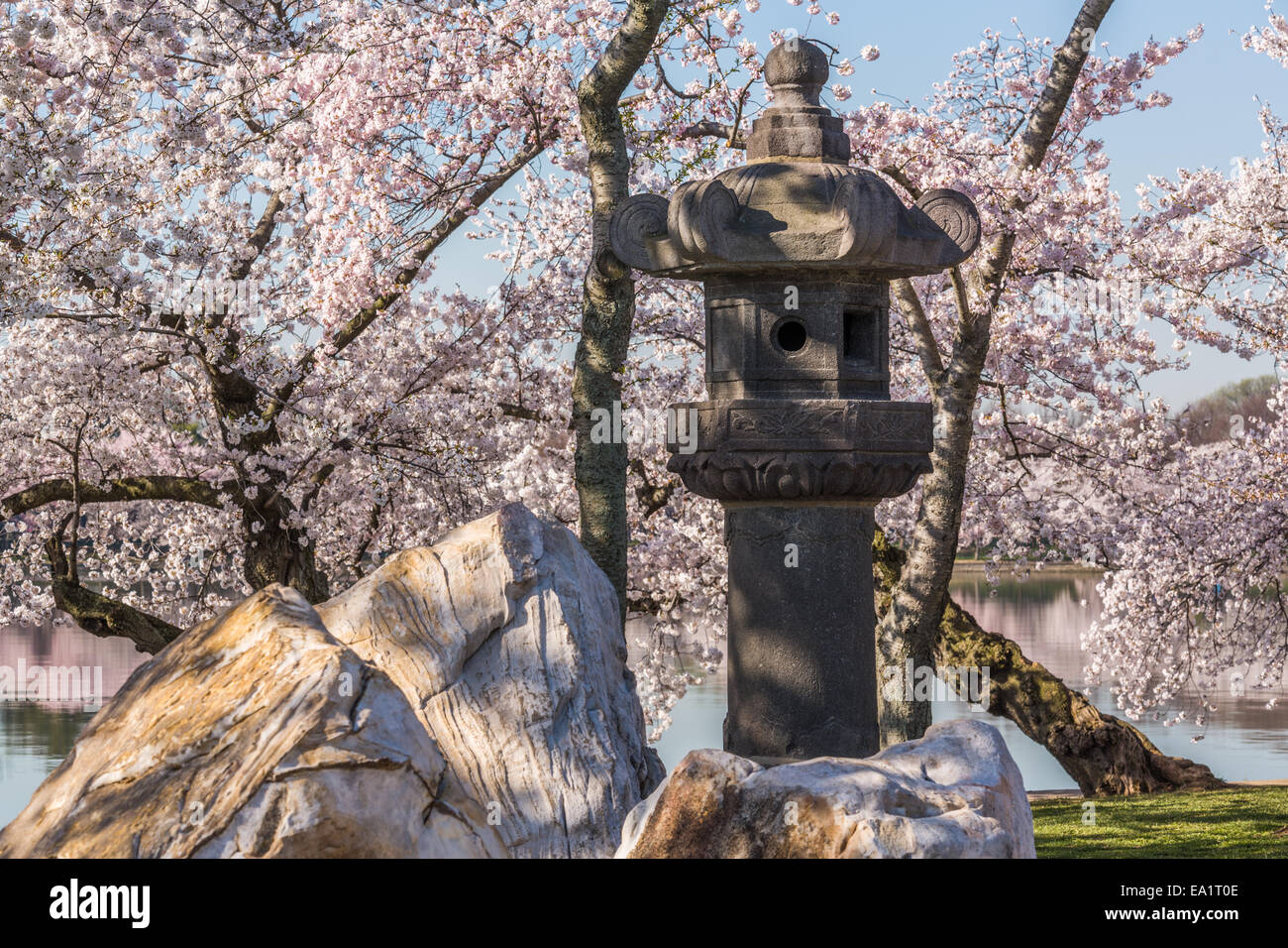 Japanische Laterne in Washington Blüten Stockfoto