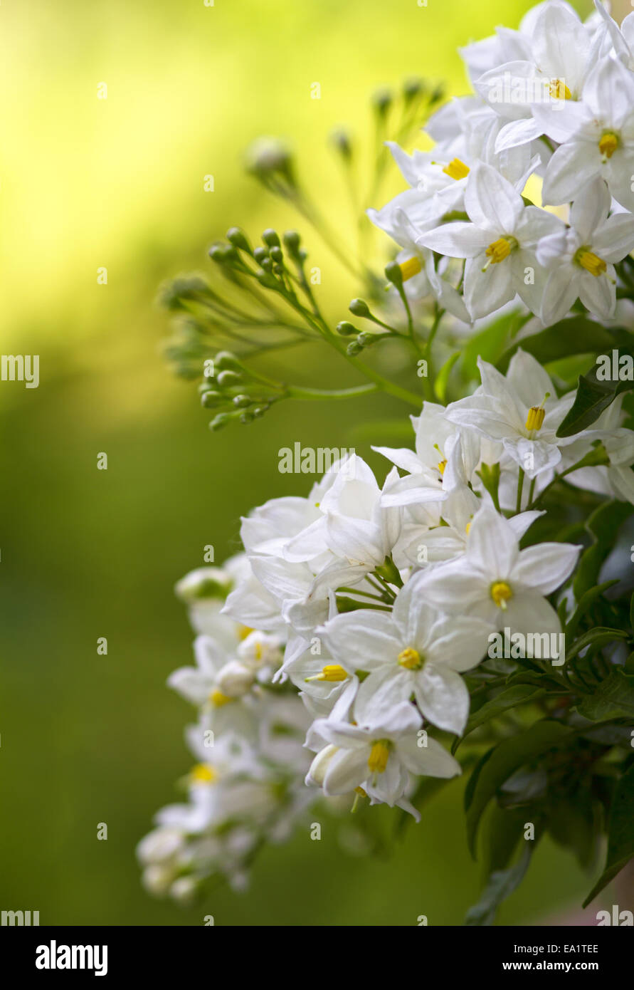 Solanum Jasminoides Stockfoto