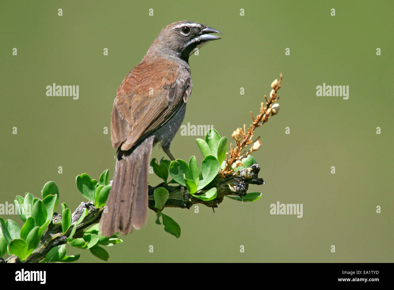 Fünf-gestreiften Sparrow - Amphispiza quinquestriata Stockfoto