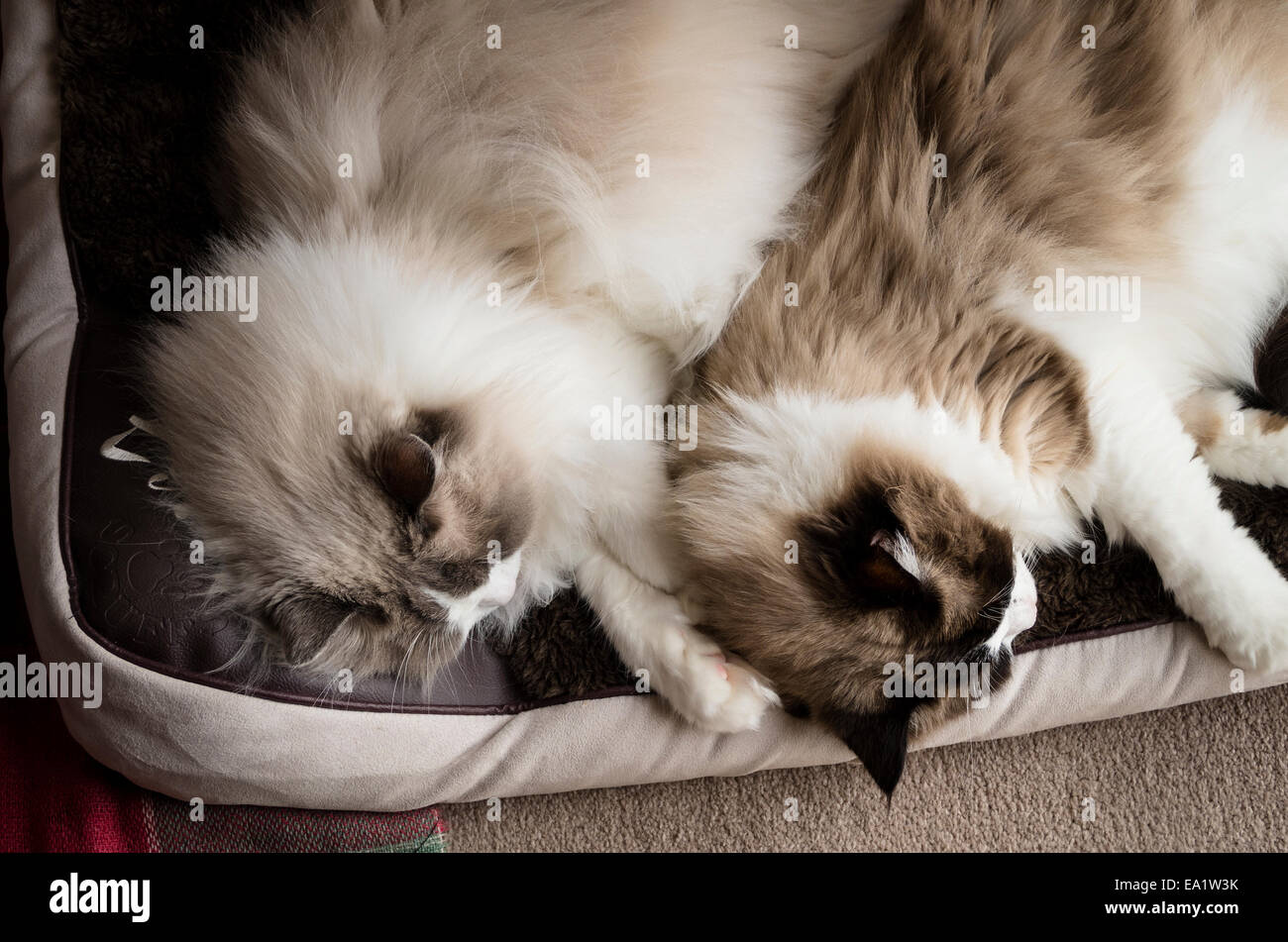 Zwei Ragdollkatzen auf ihrem Bett schlafen Stockfoto