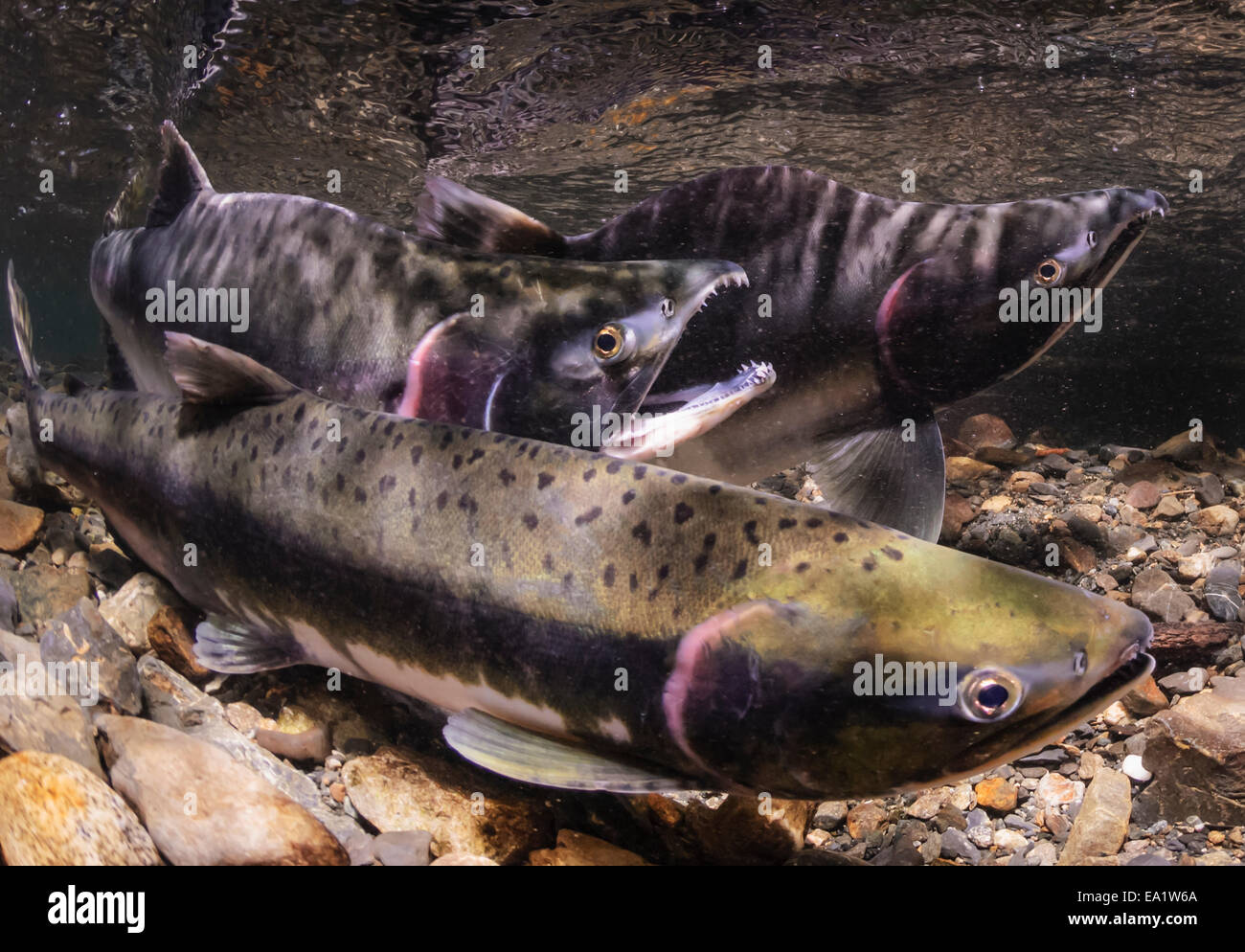 Rosa (Buckelwale) Lachs männlichen Spawner Bedrohung Anzeige gegen eindringende männlich. Aufnahmedatum 30. August 2009. Stockfoto