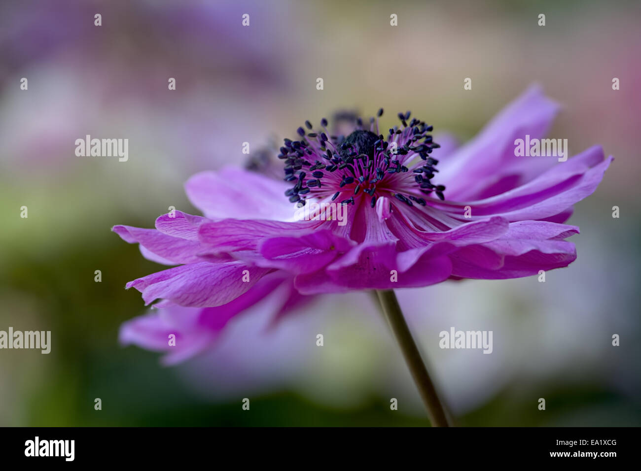 Anemone Blumen Stockfoto