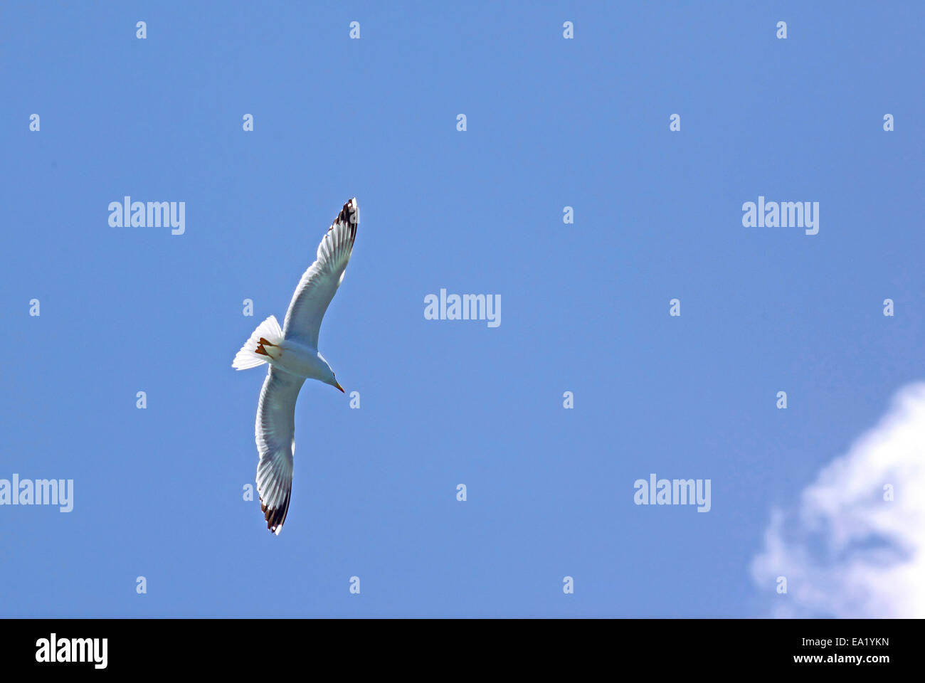 Gelben Beinen Gull (Larus Michahellis) im Flug Stockfoto