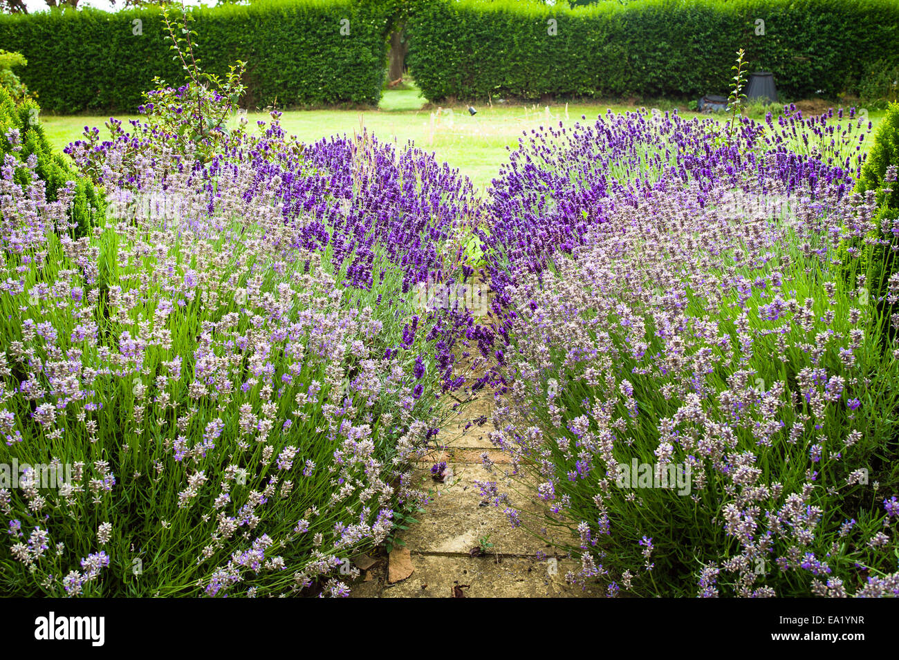 Lavendel Garten in einen englischen Garten Stockfoto