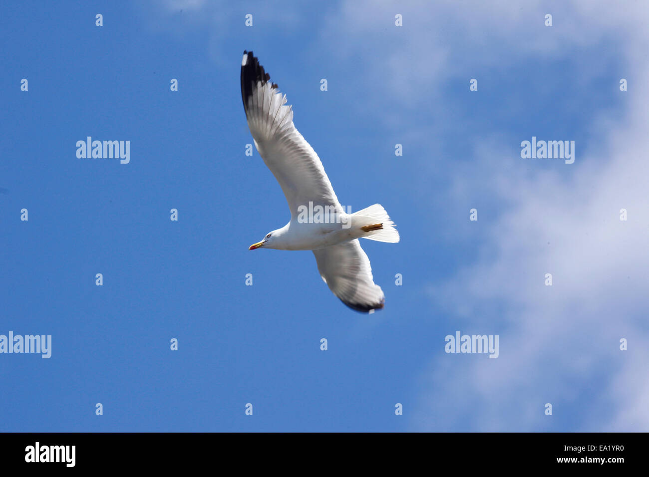 Gelben Beinen Gull (Larus Michahellis) im Flug Stockfoto