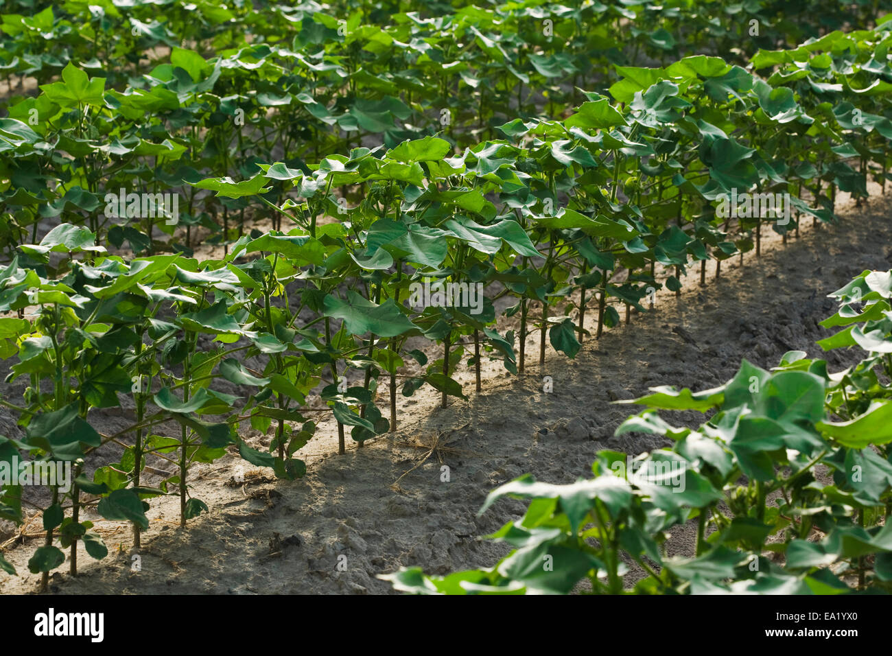 Landwirtschaft - frühe Wachstum Baumwolle Pflanzen an die 8 bis 10-Blatt-Stadium wächst in einem konventionellen Bodenbearbeitung Feld / Arkansas, USA. Stockfoto