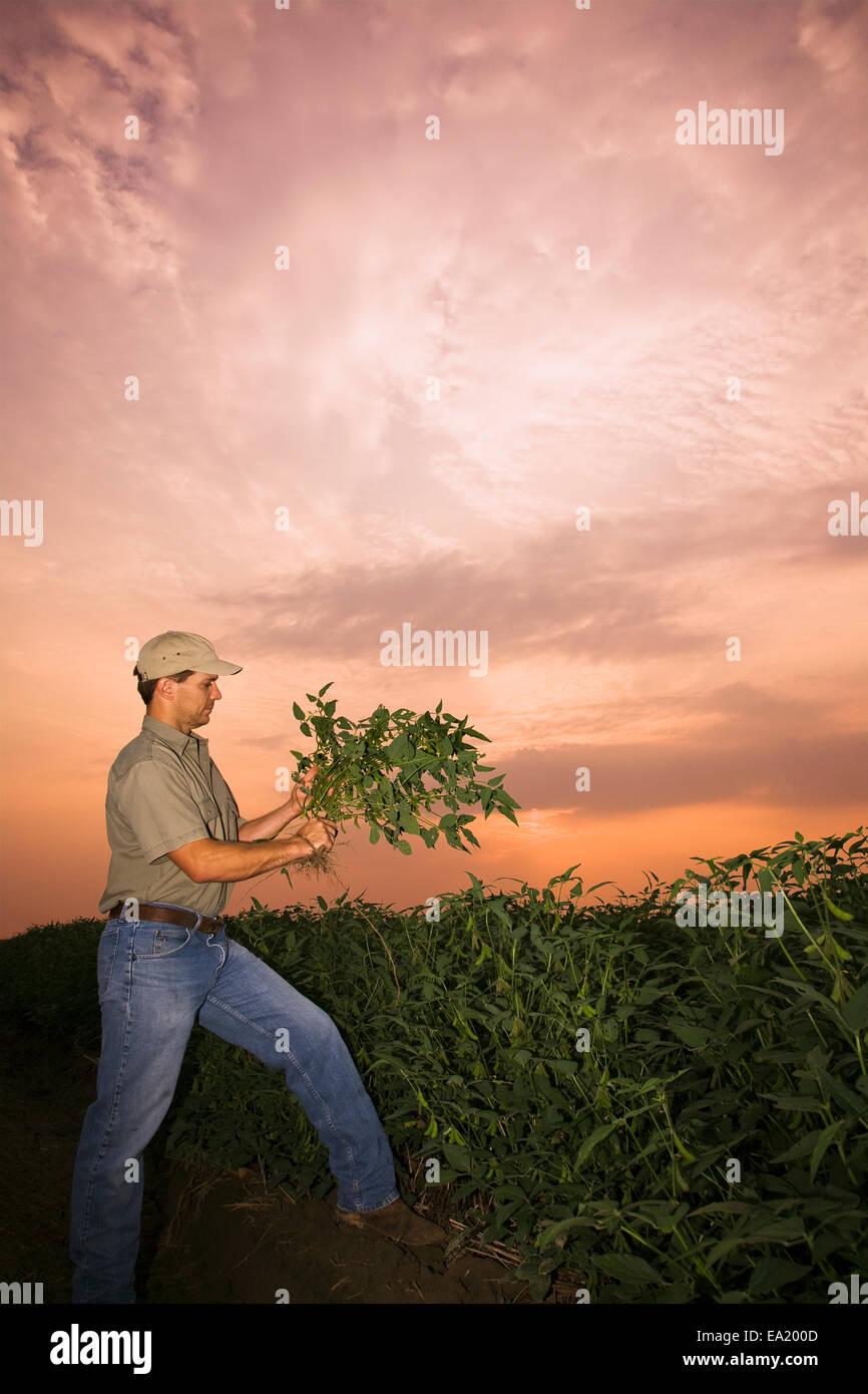 Landwirtschaft - eine Landwirt/Erzeuger prüft eine Mitte Wachstum Sojapflanze für Pod set bei Sonnenaufgang / nordöstlichen Arkansas, USA. Stockfoto
