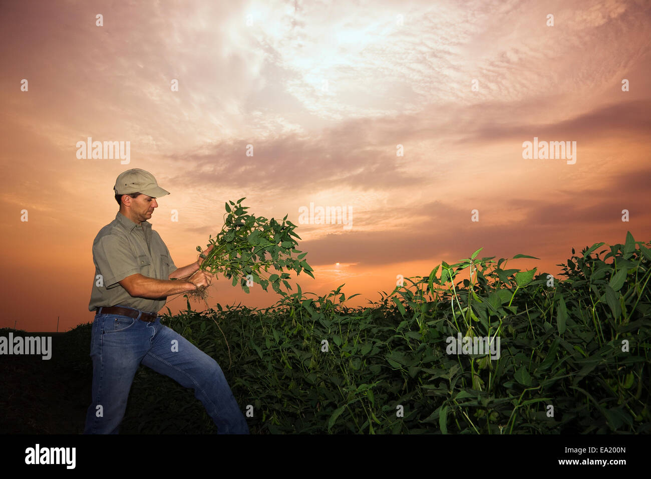 Landwirtschaft - eine Landwirt/Erzeuger prüft eine Mitte Wachstum Sojapflanze für Pod set bei Sonnenaufgang / nordöstlichen Arkansas, USA. Stockfoto