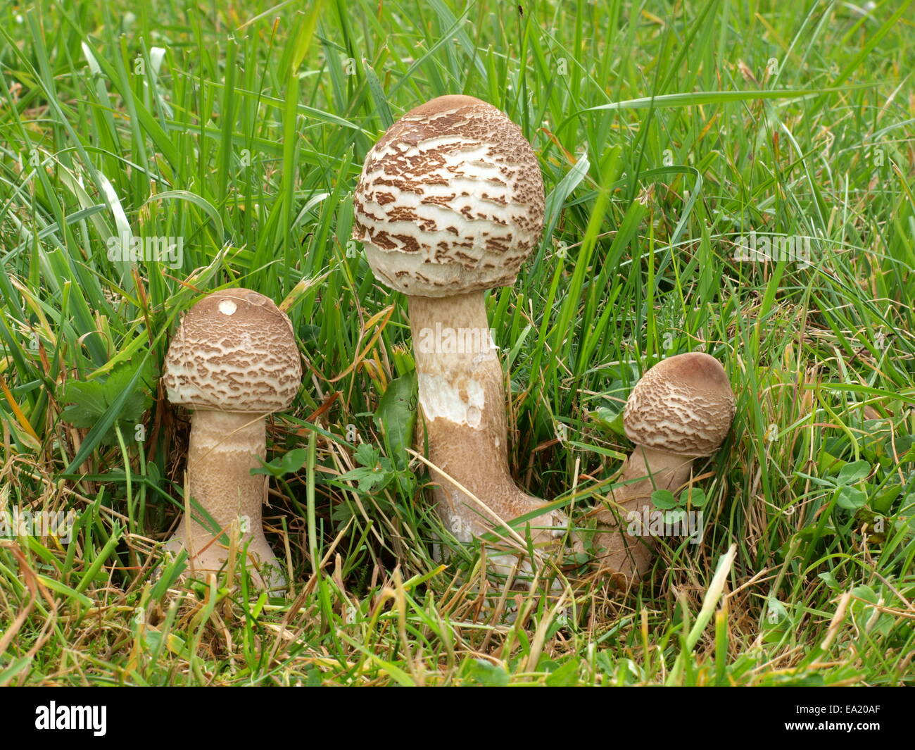 Young-Parasol-Pilze auf einer Wiese Stockfoto