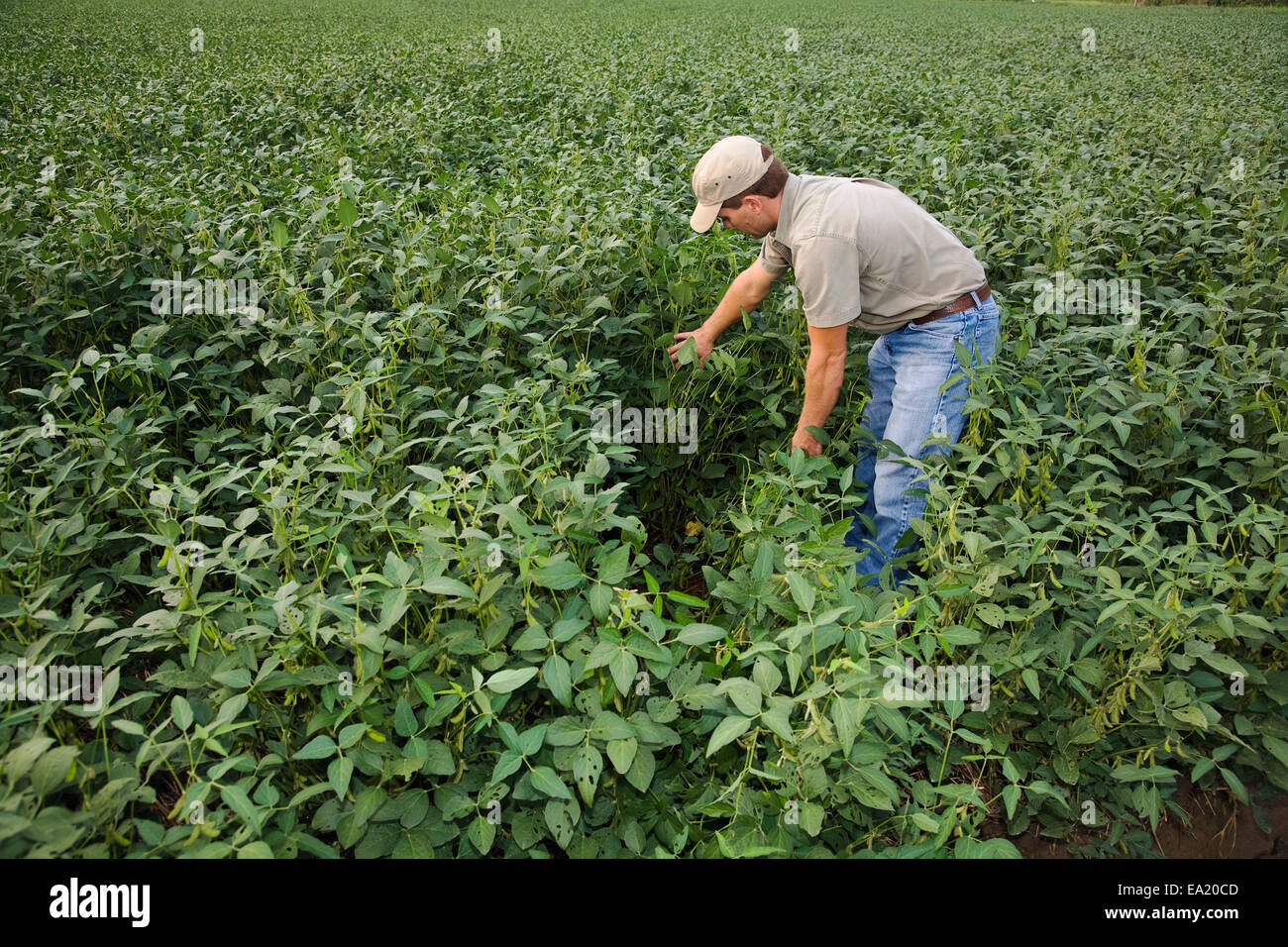 Ernte Berater untersucht die Pod-Gruppe von einer Mitte Wachstum-Soja-Ernte im Pod Füllung Stadium / nordöstlichen Arkansas, USA. Stockfoto
