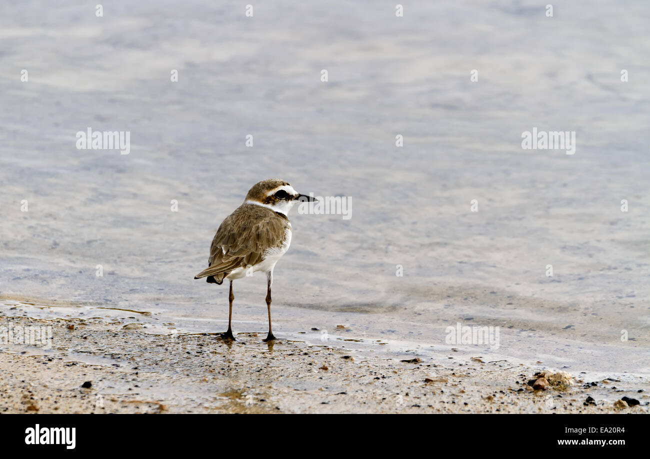 Seeregenpfeifer Stockfoto