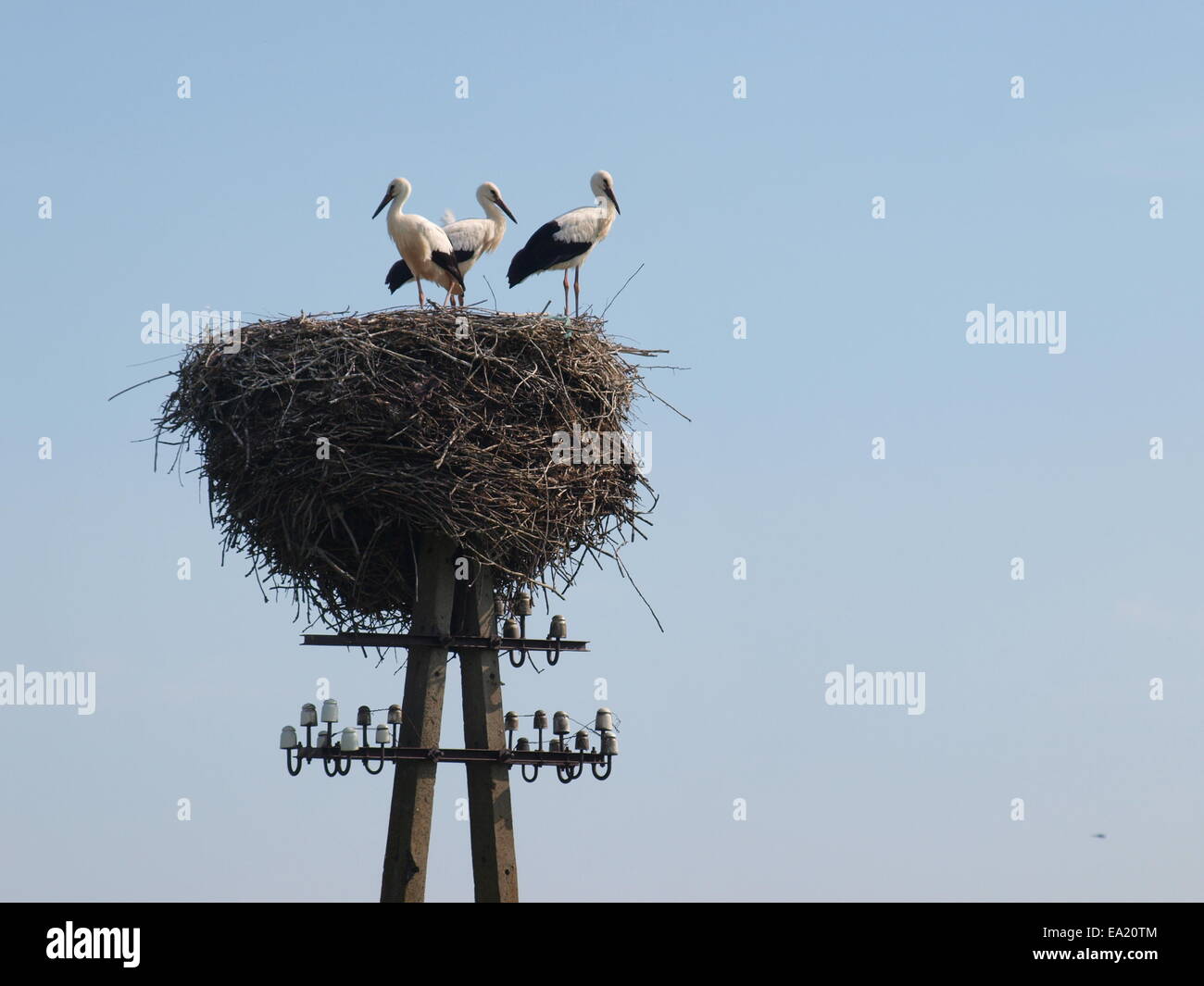 Weißstörche im Nest auf einem Telegrafenmast Stockfoto