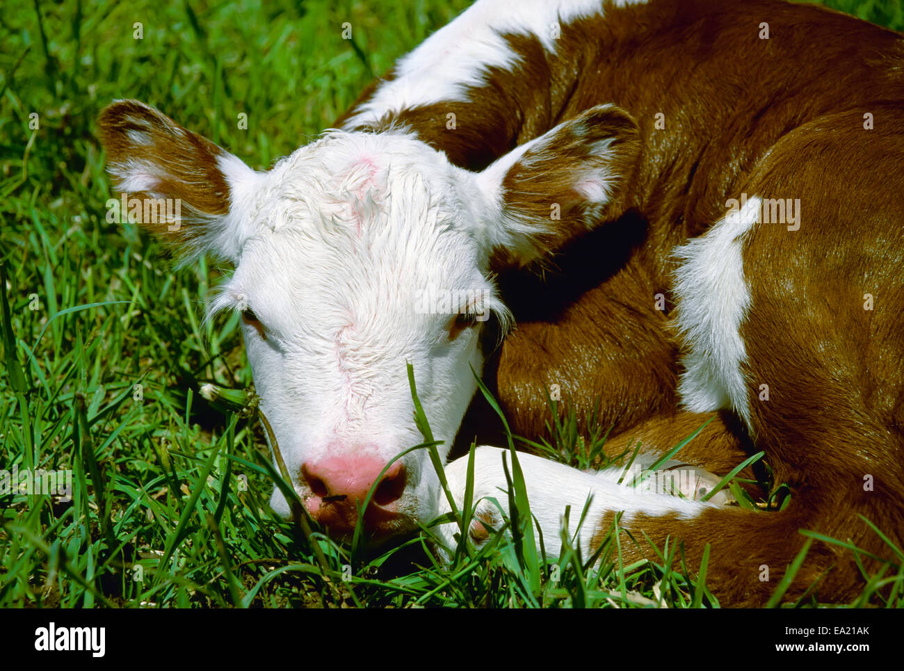 Vieh - ein Junge Hereford Rind Kalb Verlegung auf einer Weide / Washtenaw County, Michigan, USA. Stockfoto