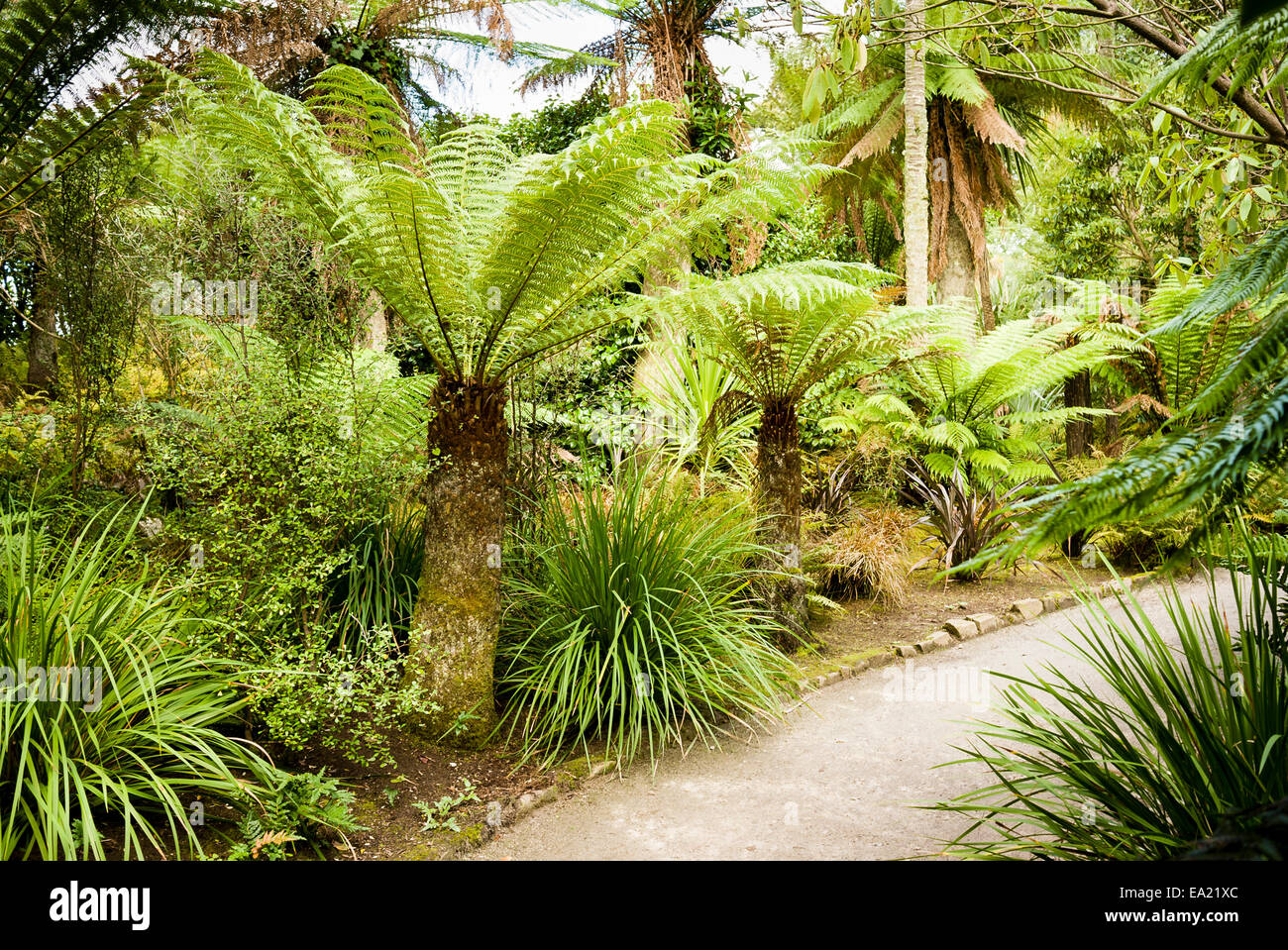 Baumfarne und Othe grünen Pflanzen in die Lost Gardens of Heligan UK Stockfoto