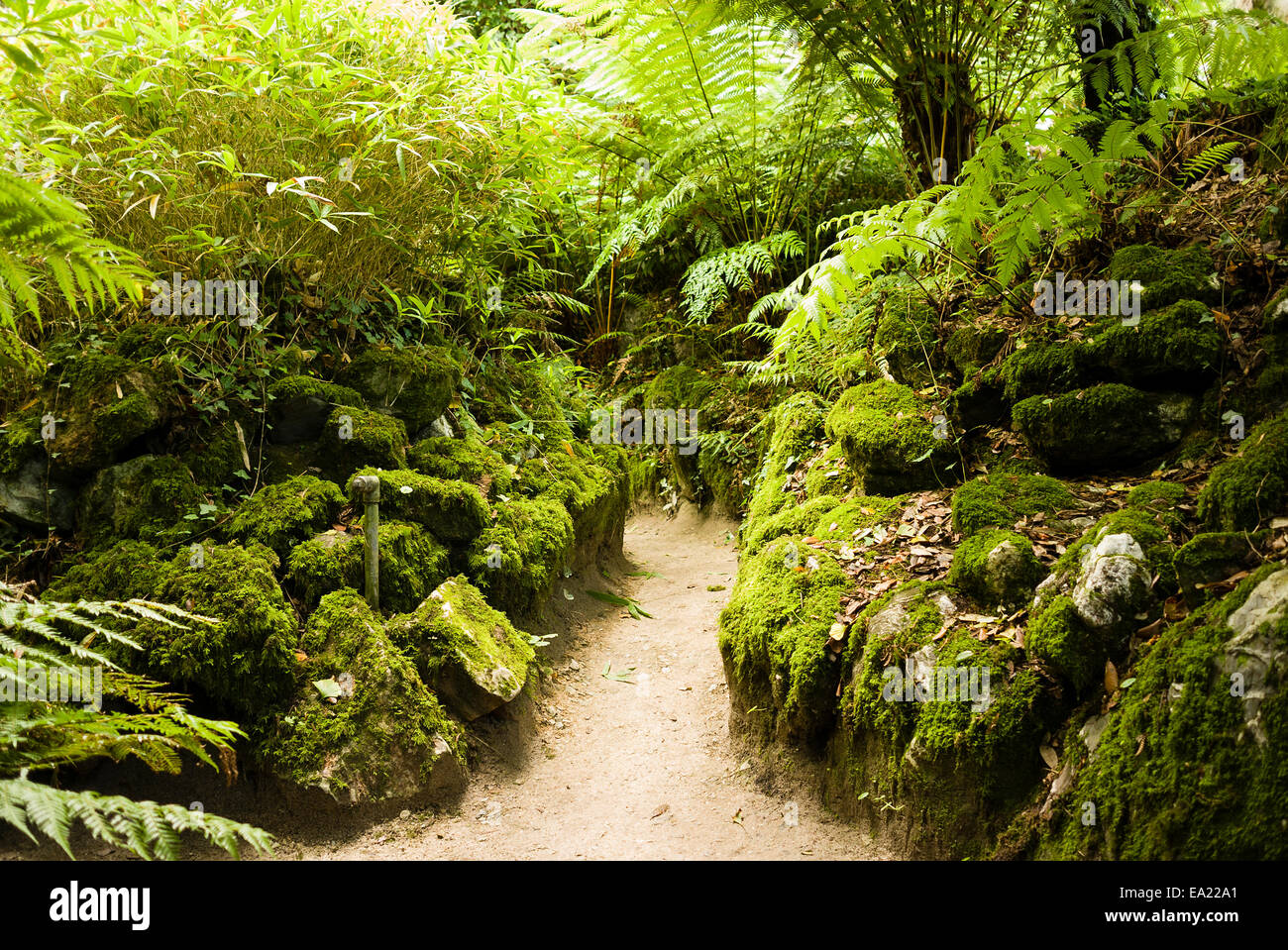 Eine grüne Schlucht mit Felsen und Baumfarne in Heligan Gärten Cornwall Stockfoto