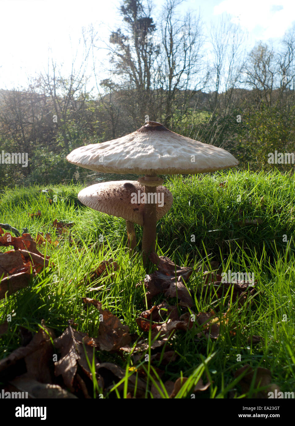 Carmarthenshire, Wales UK.  5. November 2014. Ein Parasol Pilz zuerst fotografiert am 1. November (E9RHXC) flacht und ist noch in einem essbaren Zustand, wenn für das Essen heute geerntet. Nahrungssuche für wild Essen in diesem Teil des ländlichen Gebieten Großbritanniens jedoch weiterhin, schaltet das Wetter am 5. Tag des Novembers, meist sonnig und kälter als den letzten Tagen immer nassen und windigen Morgen. Kathy DeWitt/Alamy Live-Nachrichten Stockfoto