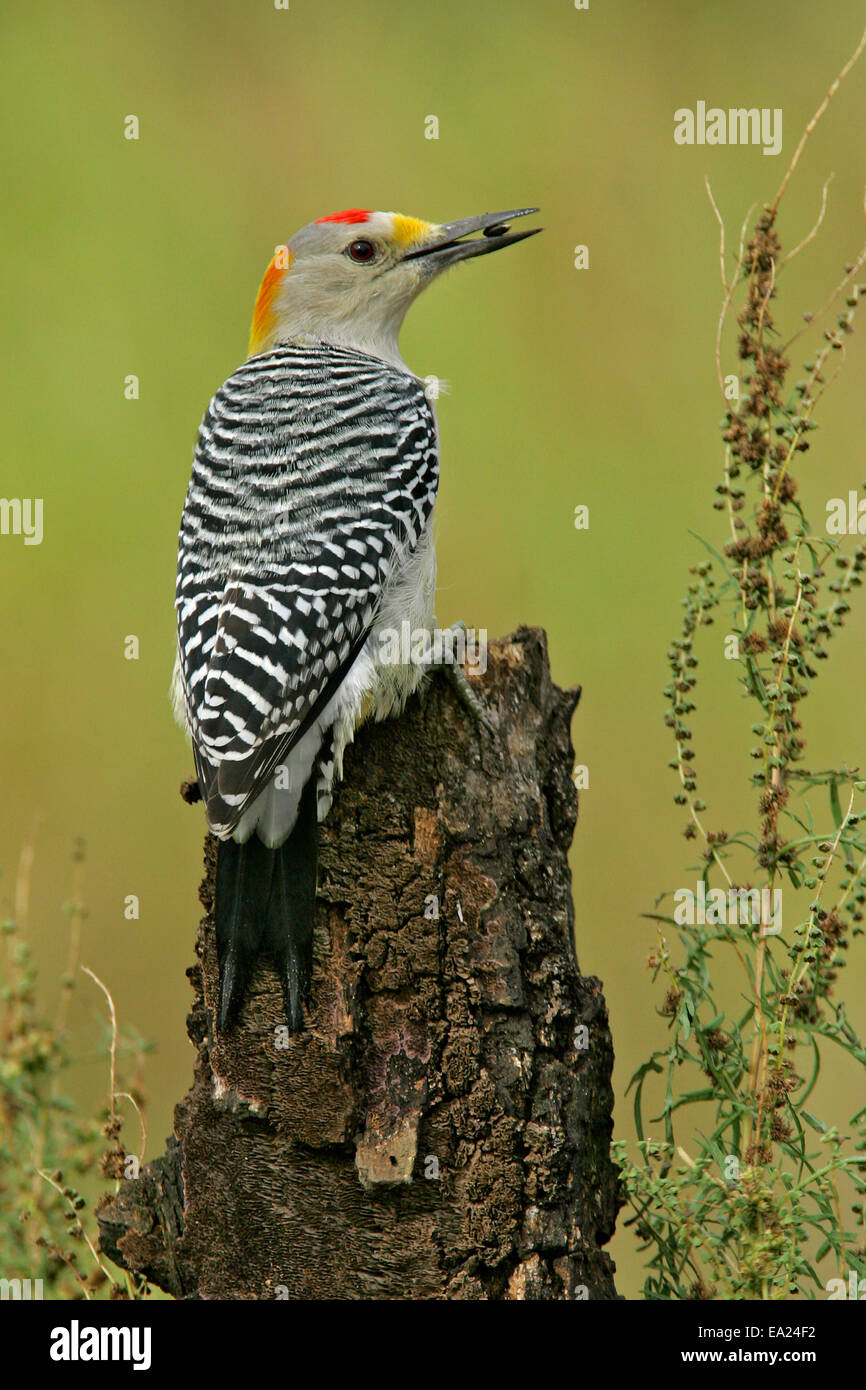 Golden-fronted Specht - Melanerpes Aurifrons - männlich Stockfoto