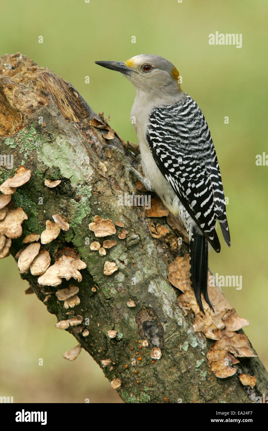 Golden-fronted Specht - Melanerpes Aurifrons - männlich Stockfoto