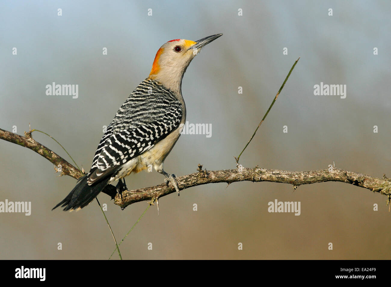 Golden-fronted Specht - Melanerpes Aurifrons - männlich Stockfoto