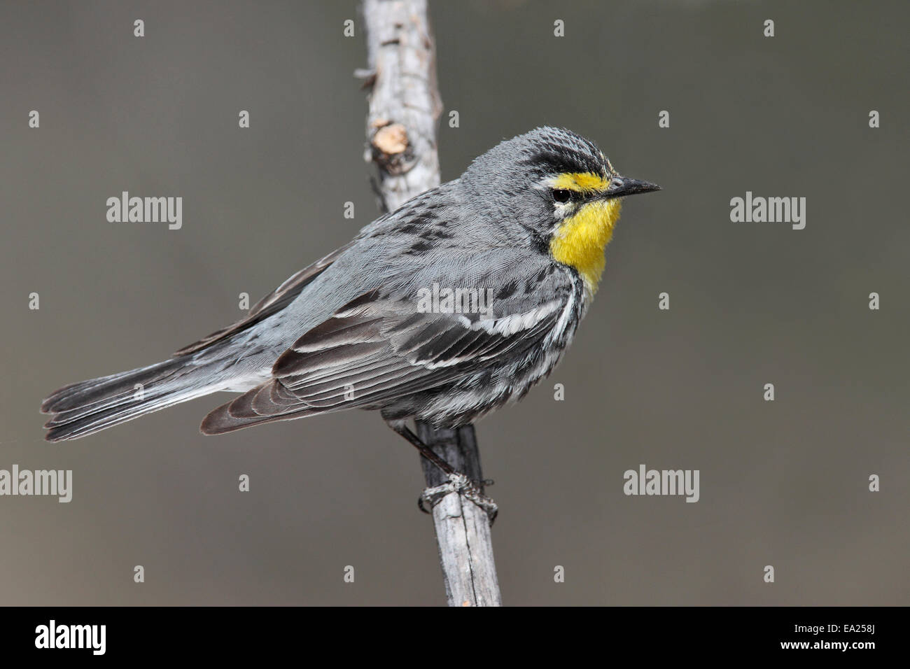 Graces Warbler - Dendroica Graciae-männlich Stockfoto