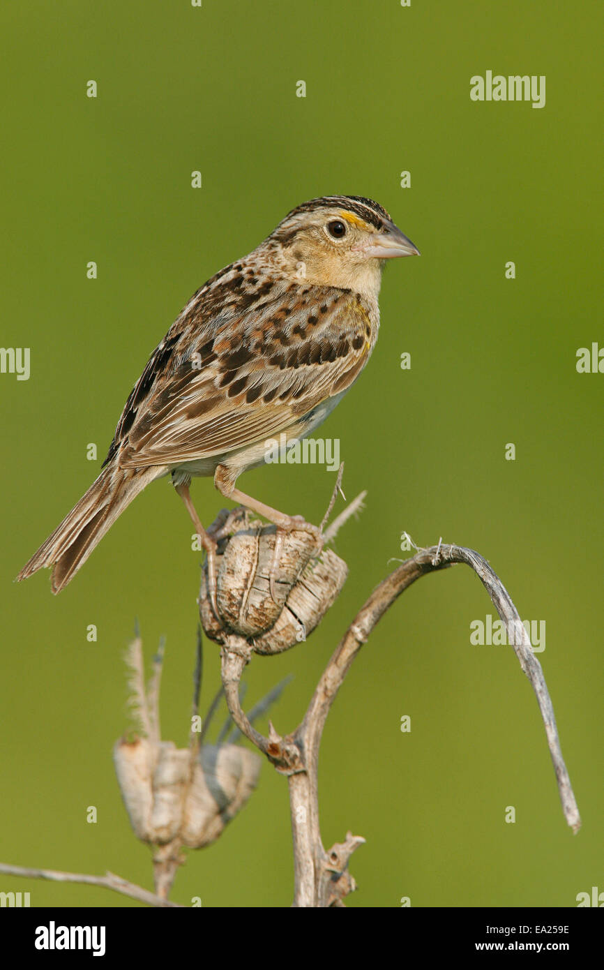 Heuschrecke Spatz - Ammodramus savannarum Stockfoto