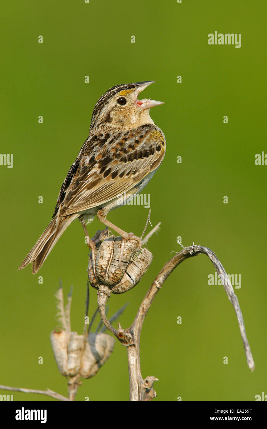 Heuschrecke Spatz - Ammodramus savannarum Stockfoto