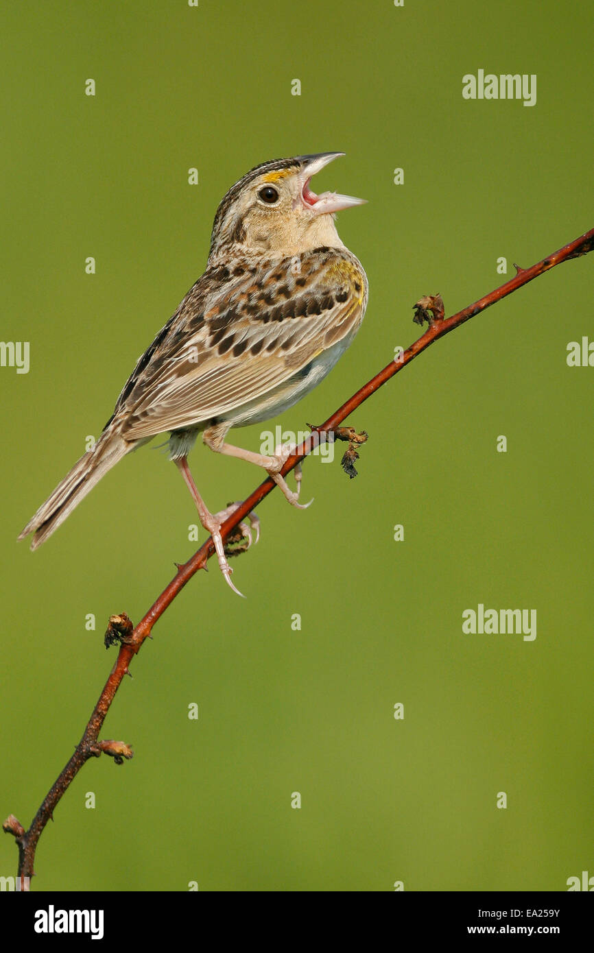 Heuschrecke Spatz - Ammodramus savannarum Stockfoto