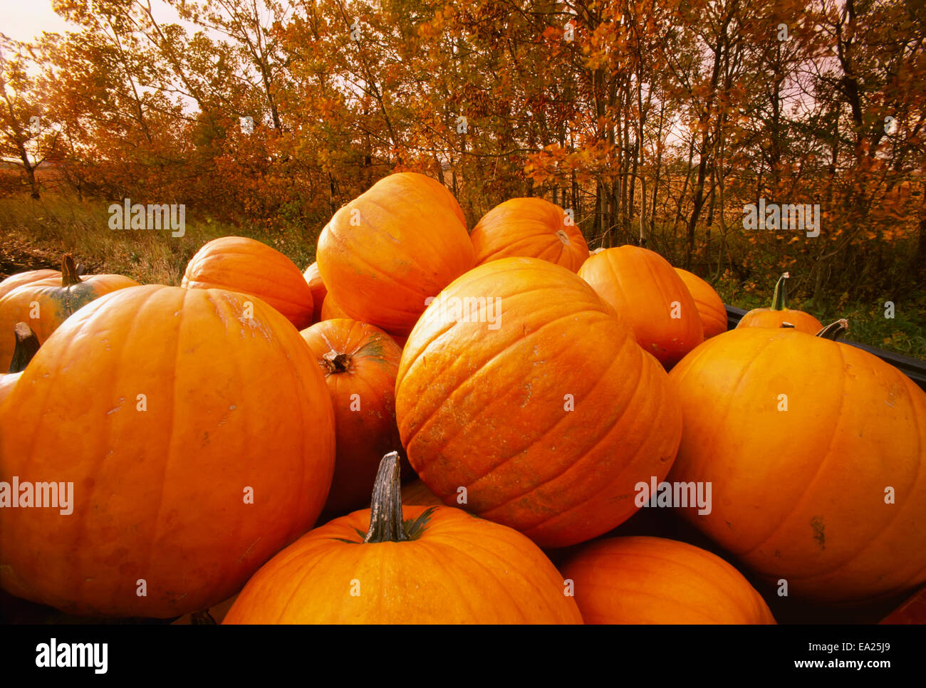 Landwirtschaft - Kürbisse häuften sich nach der Herbsternte mit Bäumen in Herbstfarben hinter / Manitoba, Kanada. Stockfoto