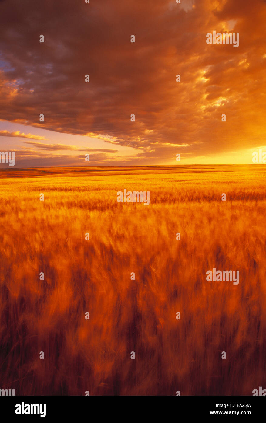Landwirtschaft - ein weites Feld an Reife Hartweizen wehen im Wind, bei Sonnenuntergang, mit bunten Wolken / Manitoba, Kanada. Stockfoto