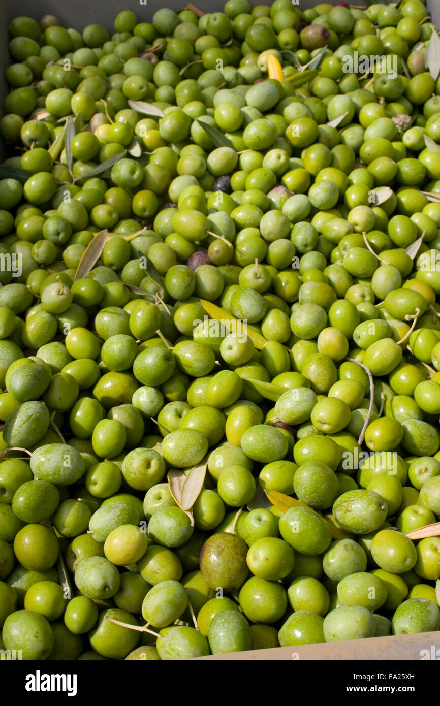 Nahaufnahme von frisch geernteten Manzanillo Sole geheilt Tafeloliven / in der Nähe von Corning, Tehama County, Kalifornien, USA. Stockfoto