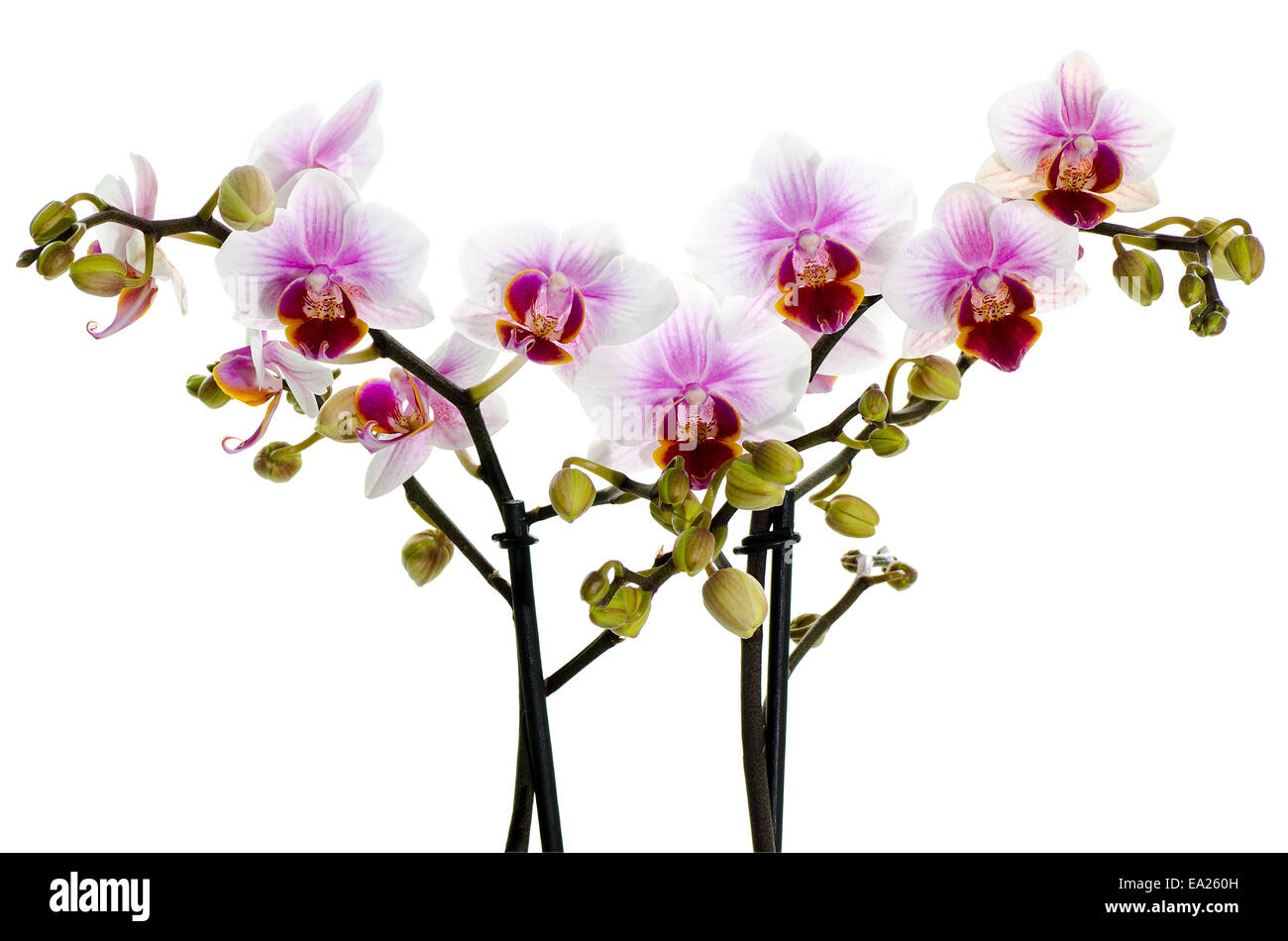 Schöne Motte Orchidee, Phalaenopsis. Isoliert auf weißem Hintergrund. Stockfoto