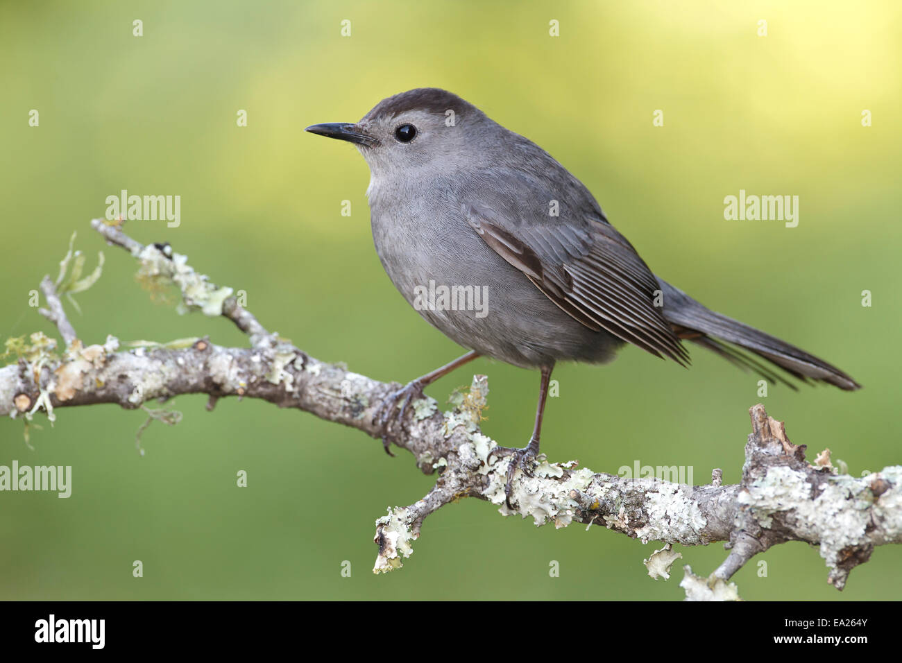 Graues Catbird - Dumetella carolinensis Stockfoto