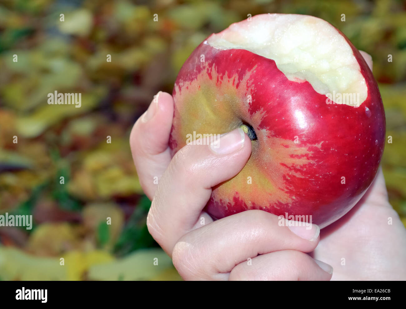 Frisch angebissene Apfel in der Hand auf lebendige Hintergrund statt Stockfoto