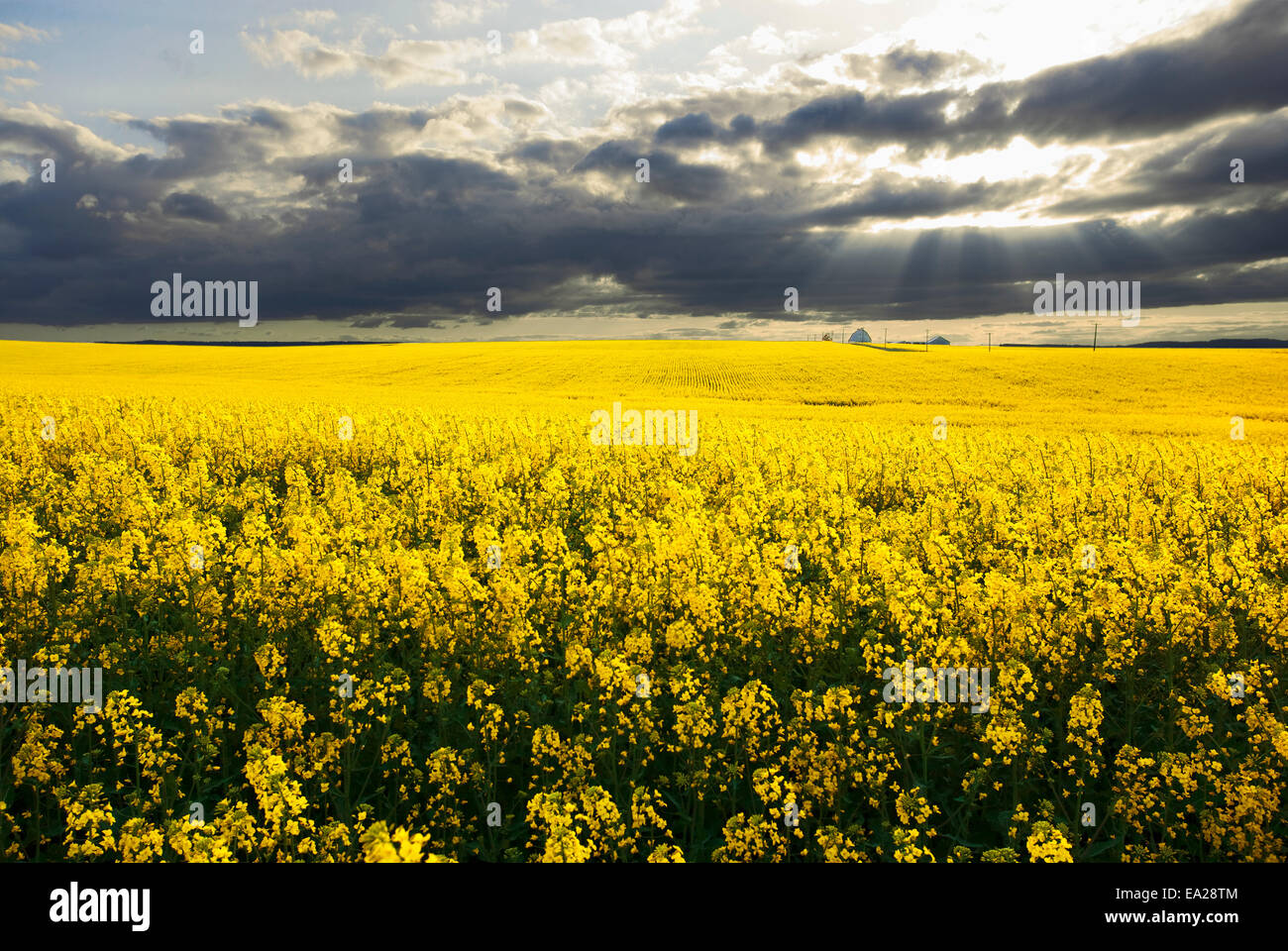 Landwirtschaft - Raps Feld in voller Blüte bei teilweise bewölktem Himmel / in der Nähe von Lewiston, Idaho, USA. Stockfoto