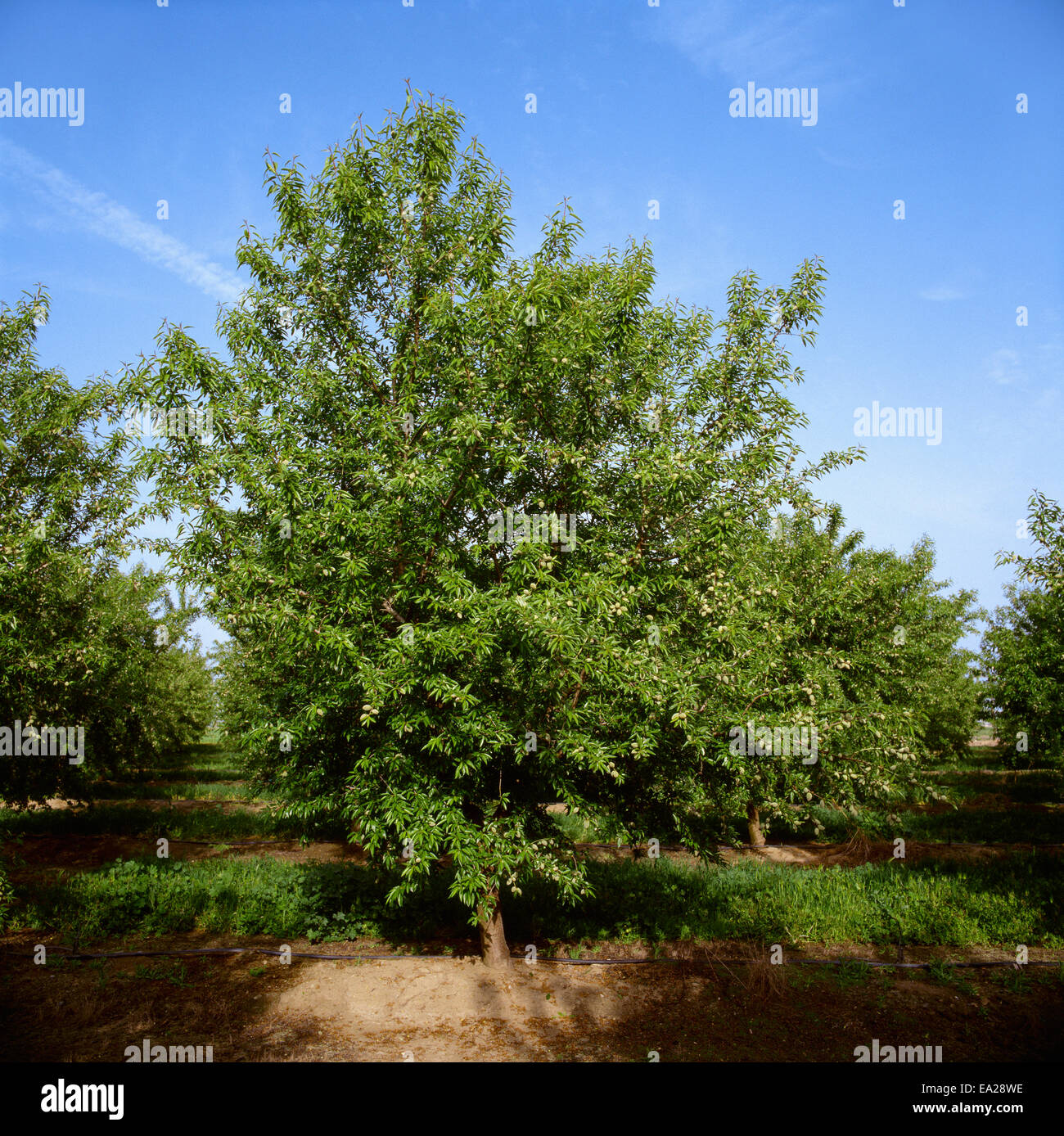 Ein Mandelbaum im späten Nachmittag Licht mit Frühling Laub Wachstum und eine gesunde Ernte von Nüssen / Merced County, Kalifornien, USA. Stockfoto