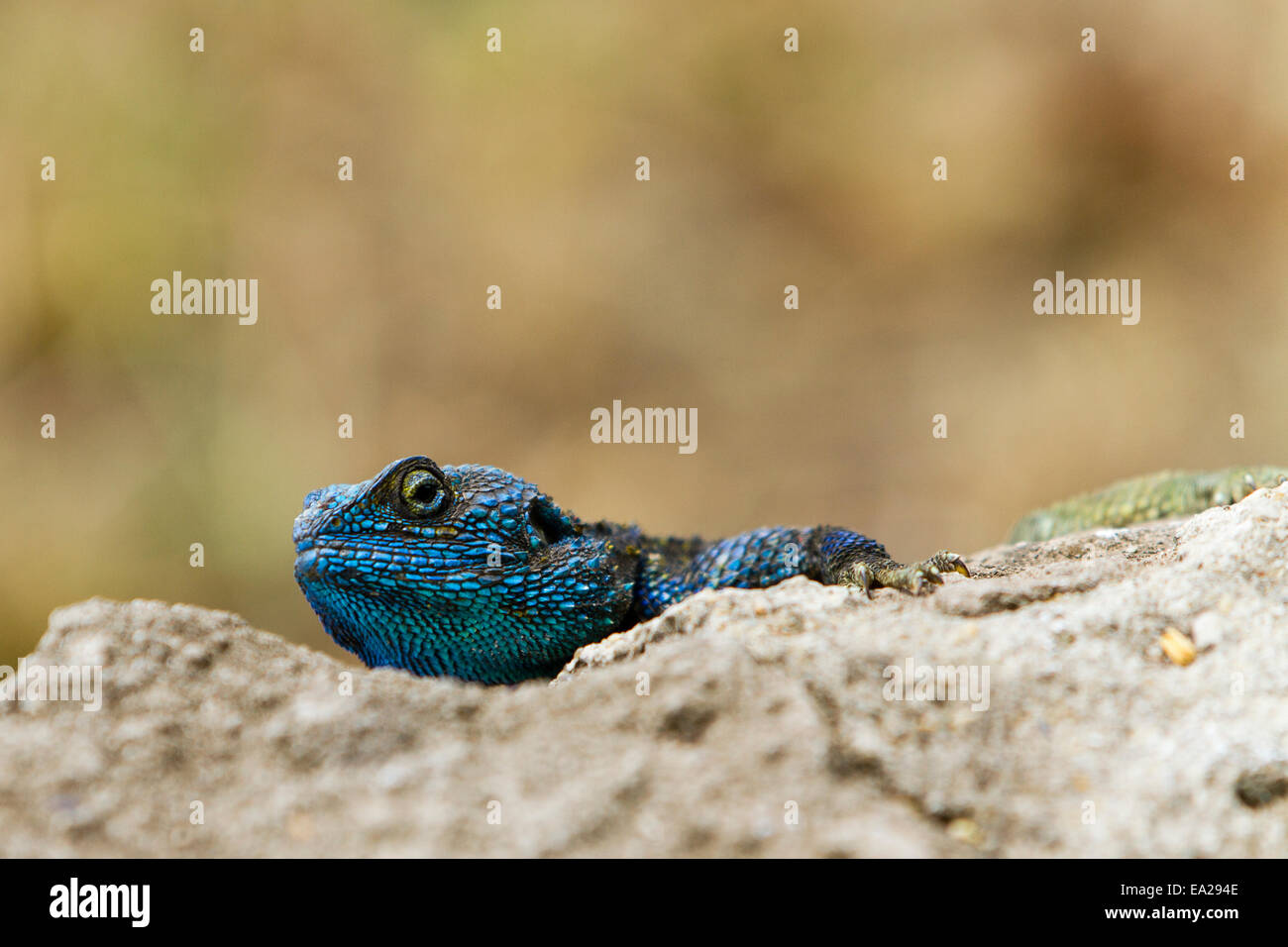 Ein Baum Agama in Queen Elizabeth National Park, Uganda Stockfoto