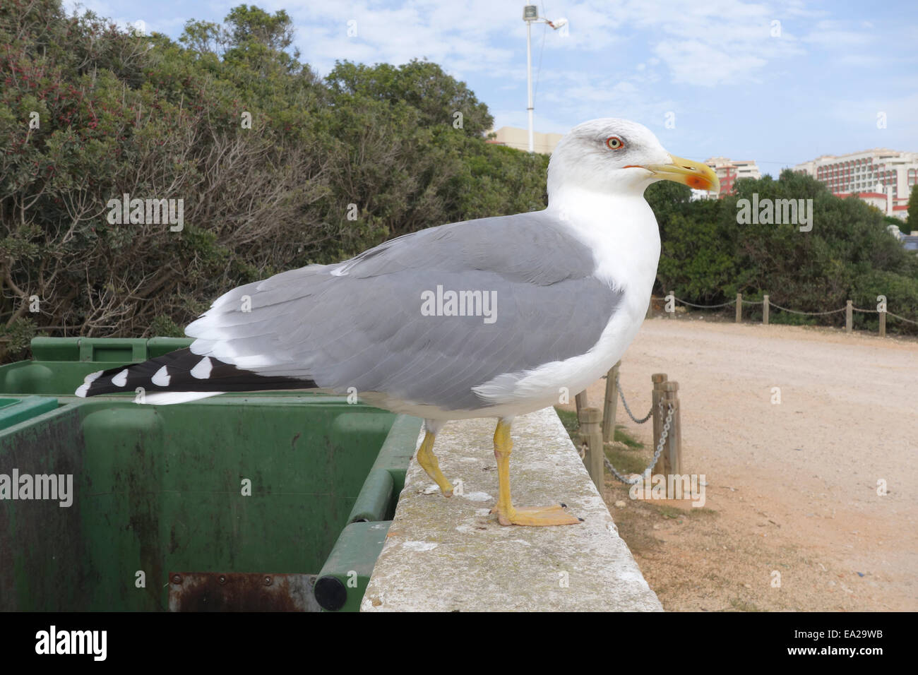 Gelbbeinmöwe, Larus michahellis mit einem Bein, neben Abfalleimer, Armação de Pêra. Algarve, Portugal. Stockfoto