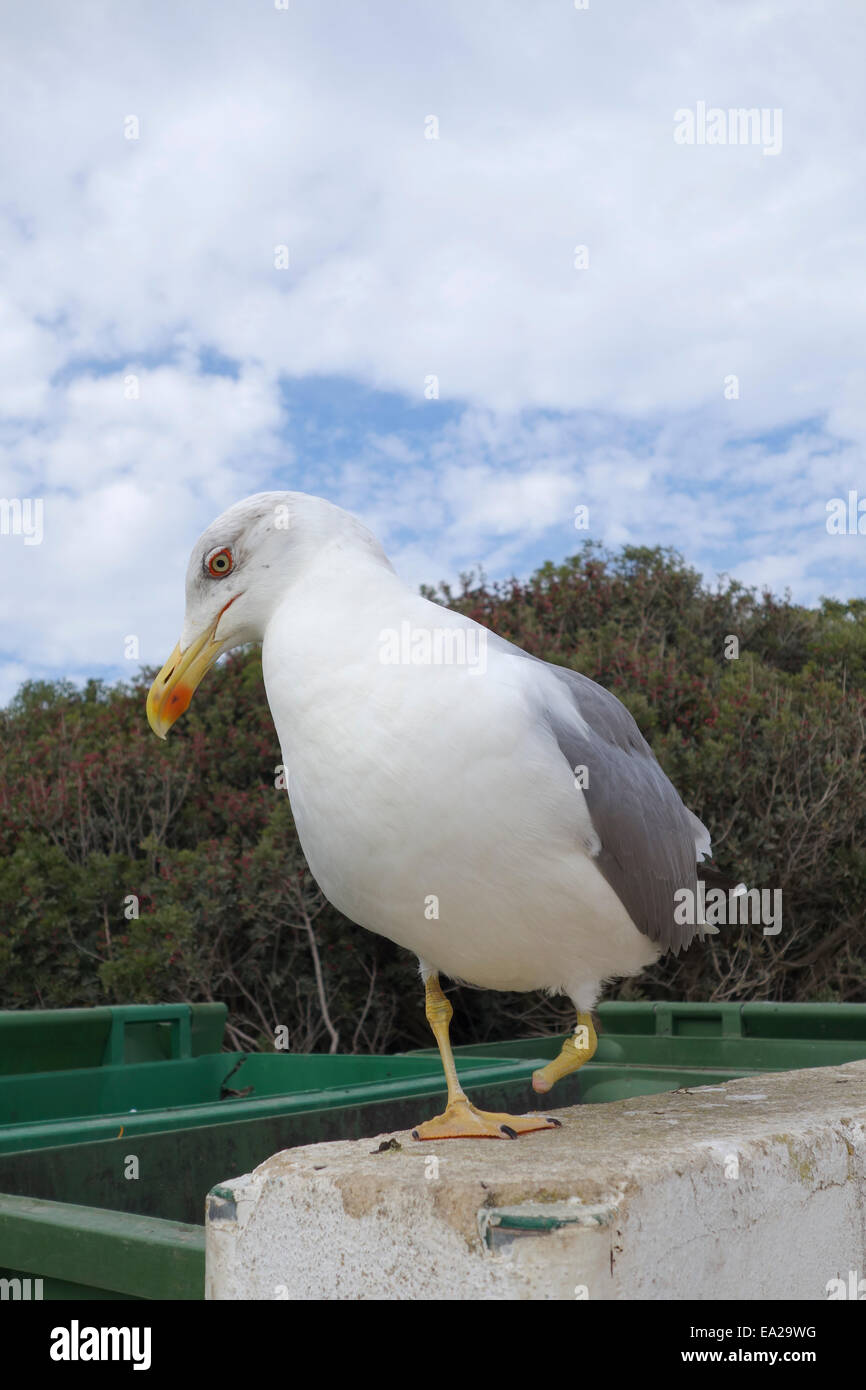 Gelbbeinmöwe, Larus michahellis mit einem Bein, neben Abfalleimer, Armação de Pêra. Algarve, Portugal. Stockfoto