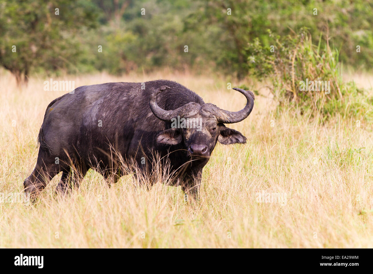 Kaffernbüffel in Lake Mburo National Park, Uganda Stockfoto